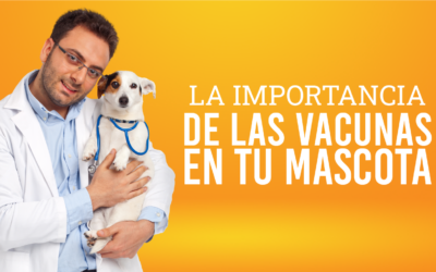 La Importancia de las Vacunas en las Mascotas: Protegiendo a Nuestros Fieles Compañeros
