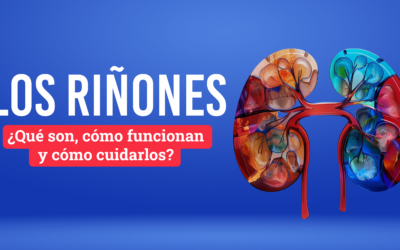 Los Riñones: Qué son y por qué son tan importantes para el cuerpo
